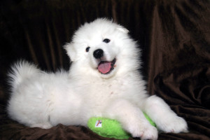 samoyed soft toy