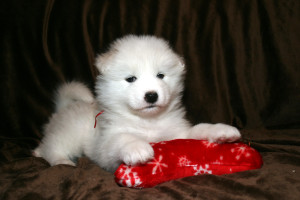 samoyed soft toy